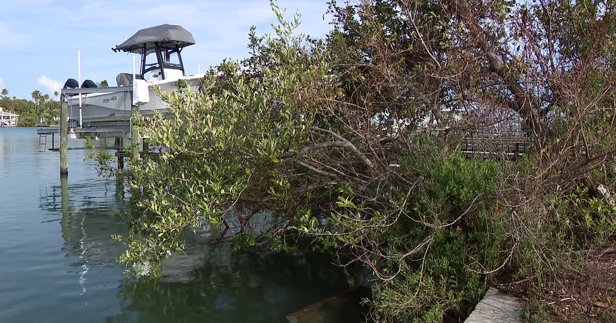 St. Pete Beach neighborhood explores 'living shorelines' as a natural alternative to seawalls