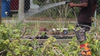 St. Pete launches program to expand community gardens and food forests