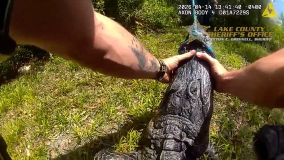 Florida homeowner spots gator near her fence, deputies 'arrest' reptile: 'See ya later, alligator'