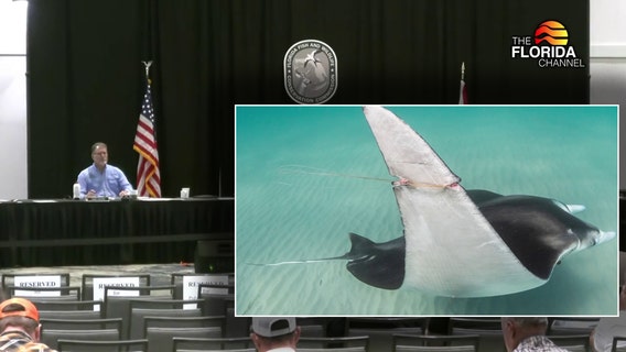 FWC approves new restrictions on giant manta ray captures in Florida after viral video sparks public outcry
