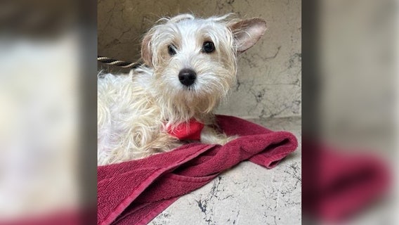 Hillsborough County puppy dies during surgery after abuse caught on camera: 'It's hard on our community'