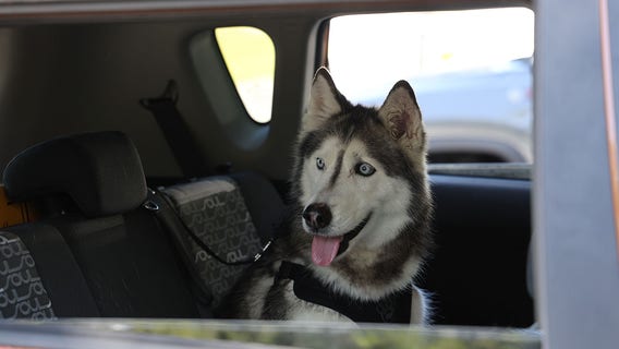Florida deputies reuniting dog last seen in New Mexico with owner after 12 years