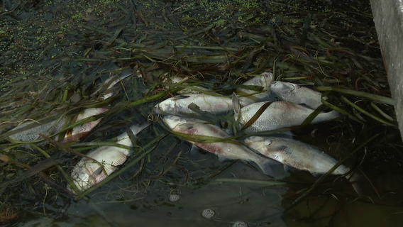 FWC investigating after hundreds of dead fish found in Lakeland's Lake Hollingsworth