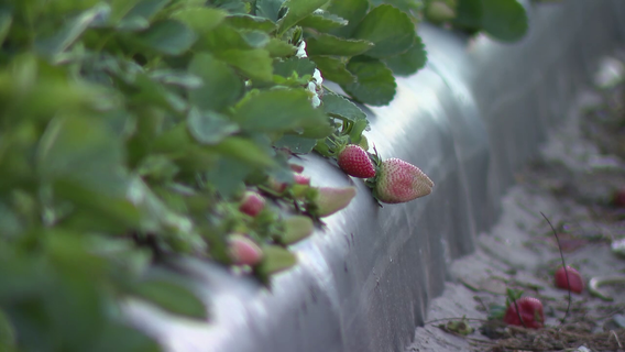 UF researchers warn 4 Bay Area counties could face highest strawberry disease risk from predicted El Niño