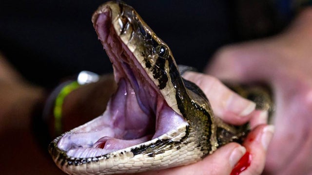 2026 Florida Python Challenge registration begins