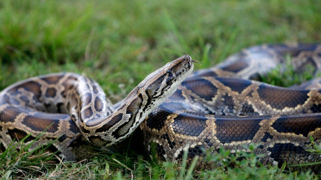 2026 Florida Python Challenge registration begins