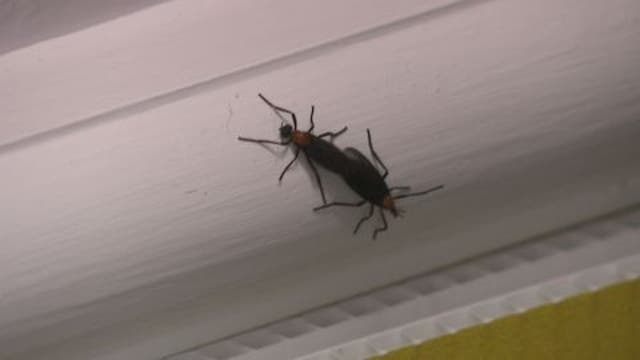 Bay Area drivers dealing with lovebug swarms as peak season returns: How to protect your car & keep them away