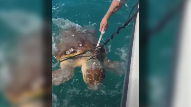 Florida charter boat captain rescues sea turtle stuck in fishing trap off Venice Pier