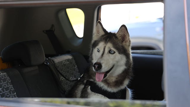 Florida deputies reuniting dog last seen in New Mexico with owner after 12 years