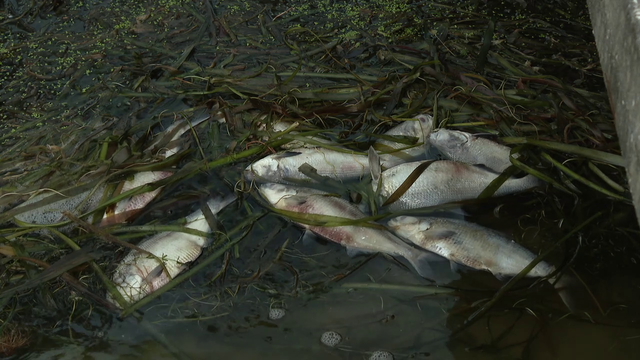 FWC investigating after hundreds of dead fish found in Lakeland's Lake Hollingsworth