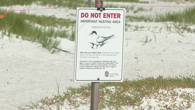 Memorial Day weekend is coinciding with nesting season of threatened shorebird