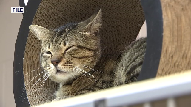 Polk County Sheriff's Office highlights ongoing upgrades at animal shelter