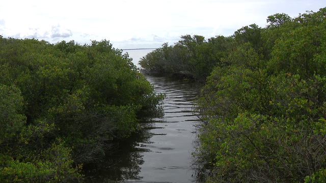 Tampa waterfront homeowners urged to check backyard tidal creeks before hurricane season