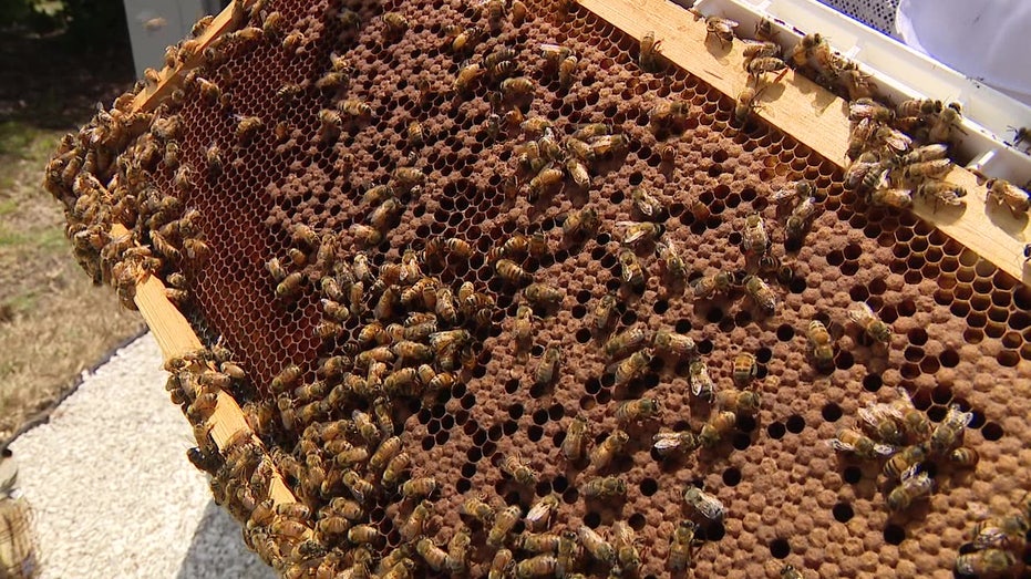AI robotic beehives deployed in Pasco County farm community