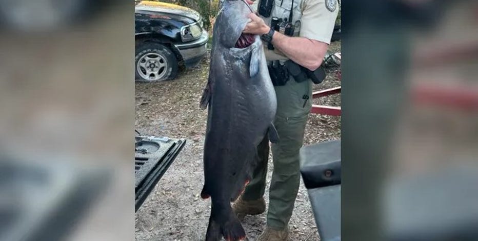 Cat's out of the bag: Record blue catfish makes Florida history