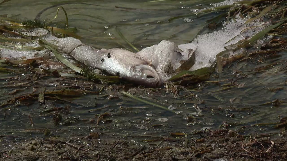 Lake Hollingsworth Fish Die-Off