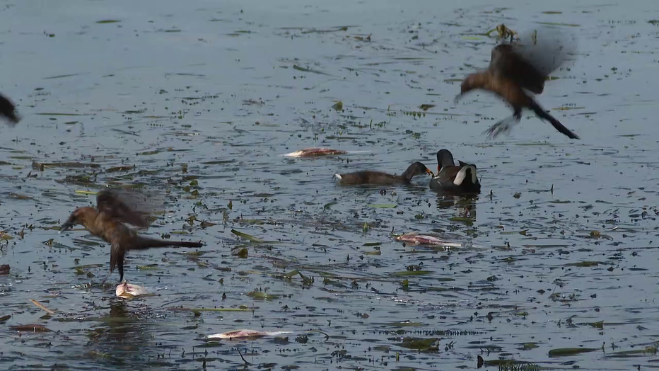 Lake Hollingsworth Fish Die-Off