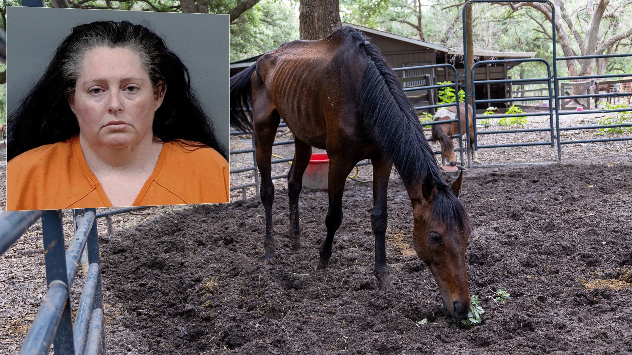 Dunnellon woman arrested after 92 neglected animals found at breeding business