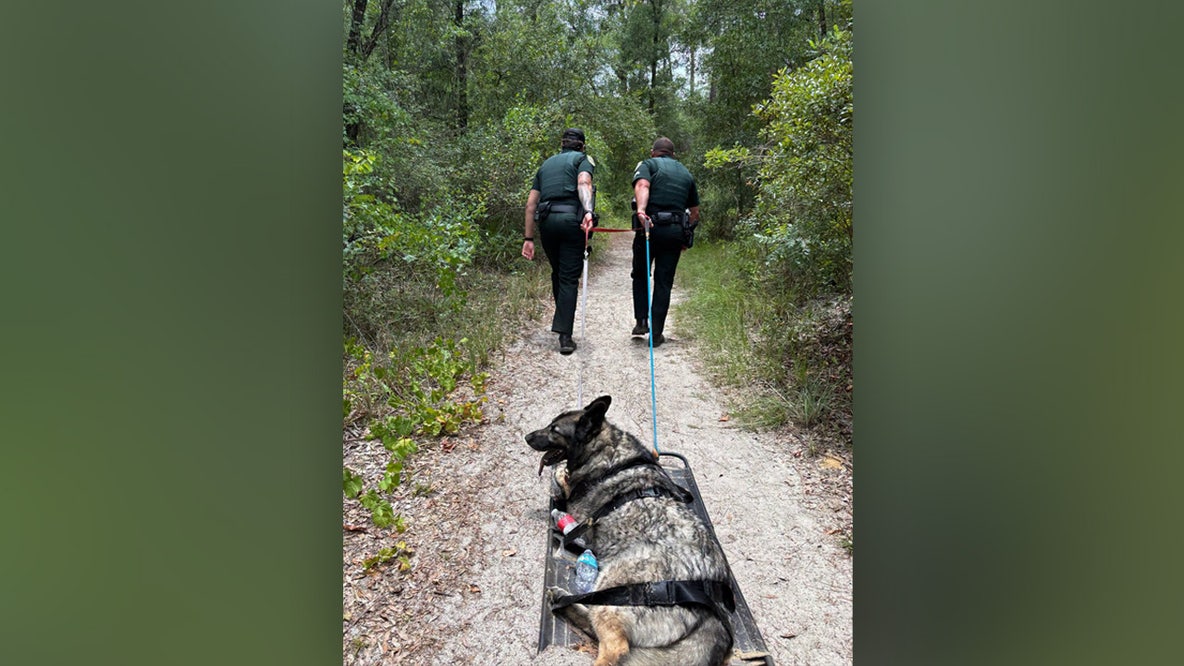 Dog rescued after overheating during hike in Citrus County