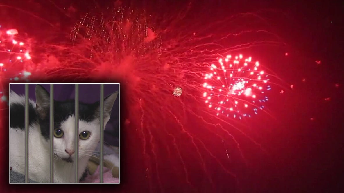 Fourth of July fireworks could trigger influx of lost pets at Hillsborough County Pet Resource Center