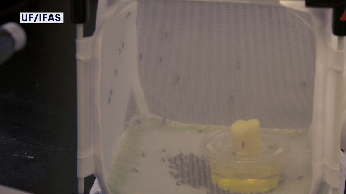 Google-backed project wants to release millions of 'good mosquitoes' in Florida to fight dangerous diseases