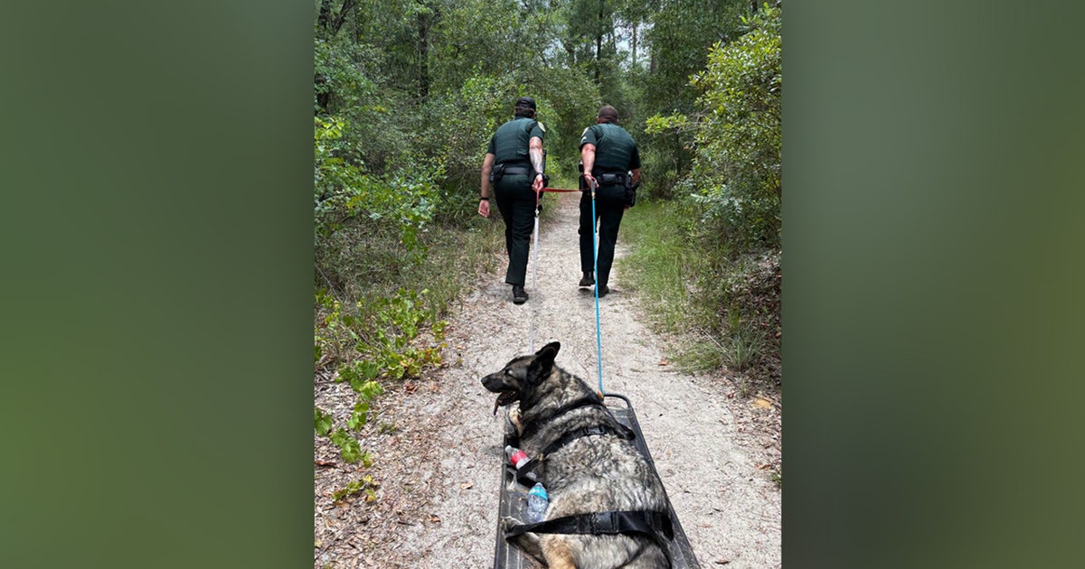 Dog rescued after overheating during hike in Citrus County