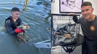 Video: Coyote pup originally mistaken for a dog rescued from Florida canal