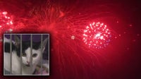 Fourth of July fireworks could trigger influx of lost pets at Hillsborough County Pet Resource Center