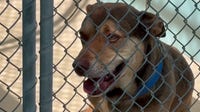 Hillsborough County dog heat deaths: 3 pets die in less than two weeks