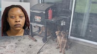 Polk County traffic stop leads to discovery of dead dog, 5 starving pets: PCSO