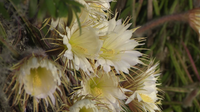 Hundreds gather for rare Queen of the Night cactus bloom in downtown Sarasota