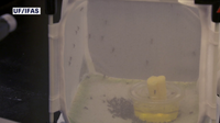 Google-backed project wants to release millions of 'good mosquitoes' in Florida to fight dangerous diseases