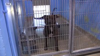 Animal cruelty registry: Federal bill mimics Florida law