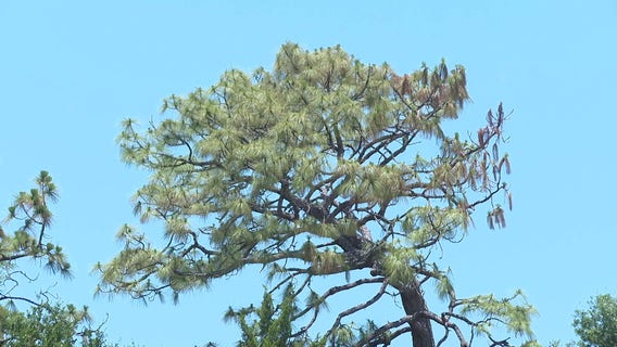 Florida Forest Service warns of drought ahead of Fourth of July as wildfire threat remains present