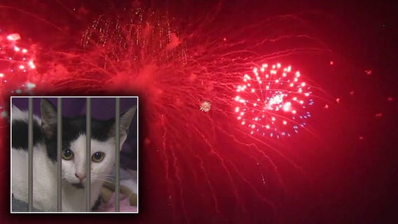 Fourth of July fireworks could trigger influx of lost pets at Hillsborough County Pet Resource Center
