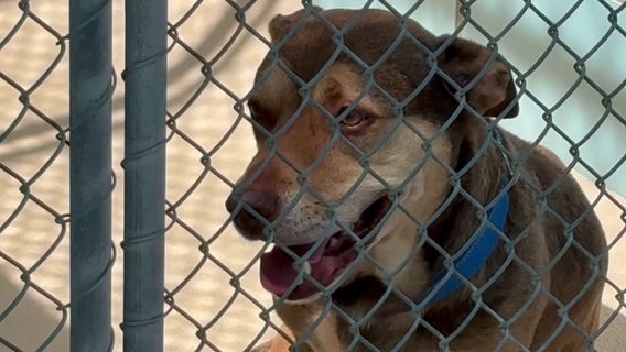 Hillsborough County dog heat deaths: 3 pets die in less than two weeks