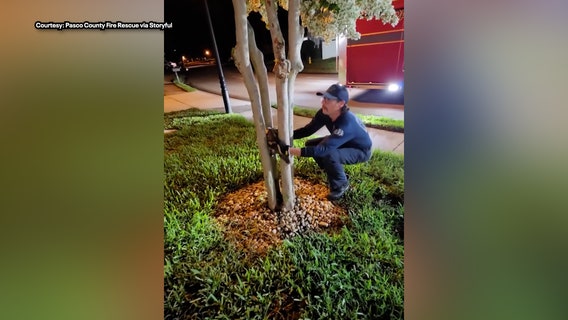 Florida owl gets stuck between tree trunks, Pasco County Fire Rescue crew swoops in to save bird
