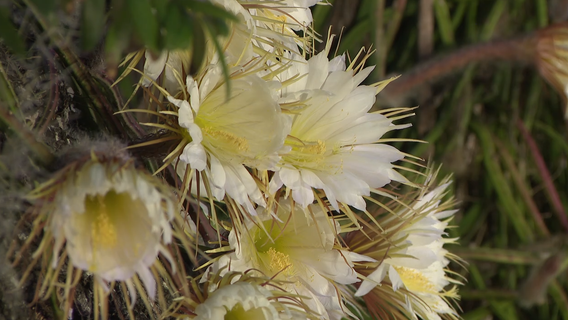 Hundreds gather for rare Queen of the Night cactus bloom in downtown Sarasota