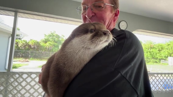 Meet Splash: Rescue otter helps law enforcement agencies crack cold cases