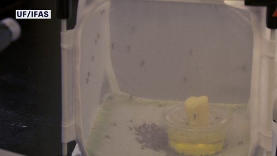 Google-backed project wants to release millions of 'good mosquitoes' in Florida to fight dangerous diseases