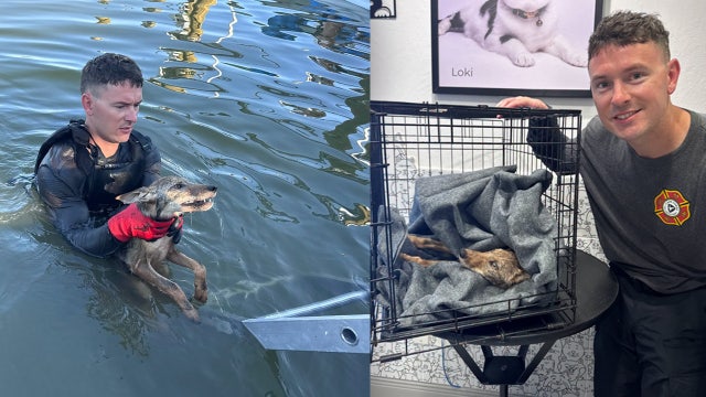Video: Coyote pup originally mistaken for a dog rescued from Florida canal