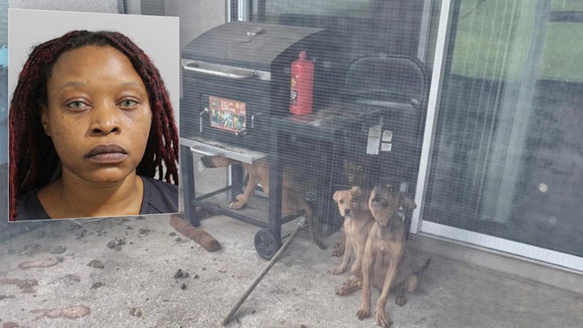 Polk County traffic stop leads to discovery of dead dog, 5 starving pets: PCSO