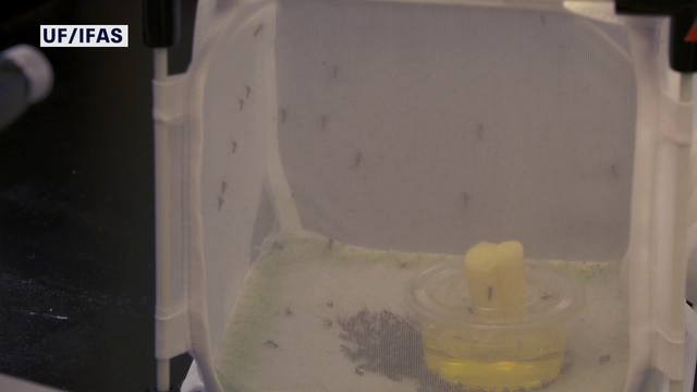 Google-backed project wants to release millions of 'good mosquitoes' in Florida to fight dangerous diseases