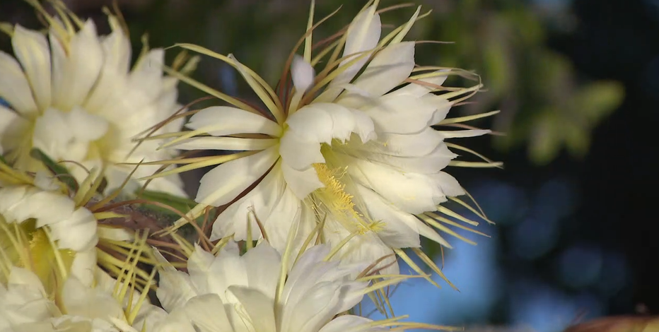 Hundreds gather for rare Queen of the Night cactus bloom in downtown  Sarasota | FOX 13 Tampa Bay