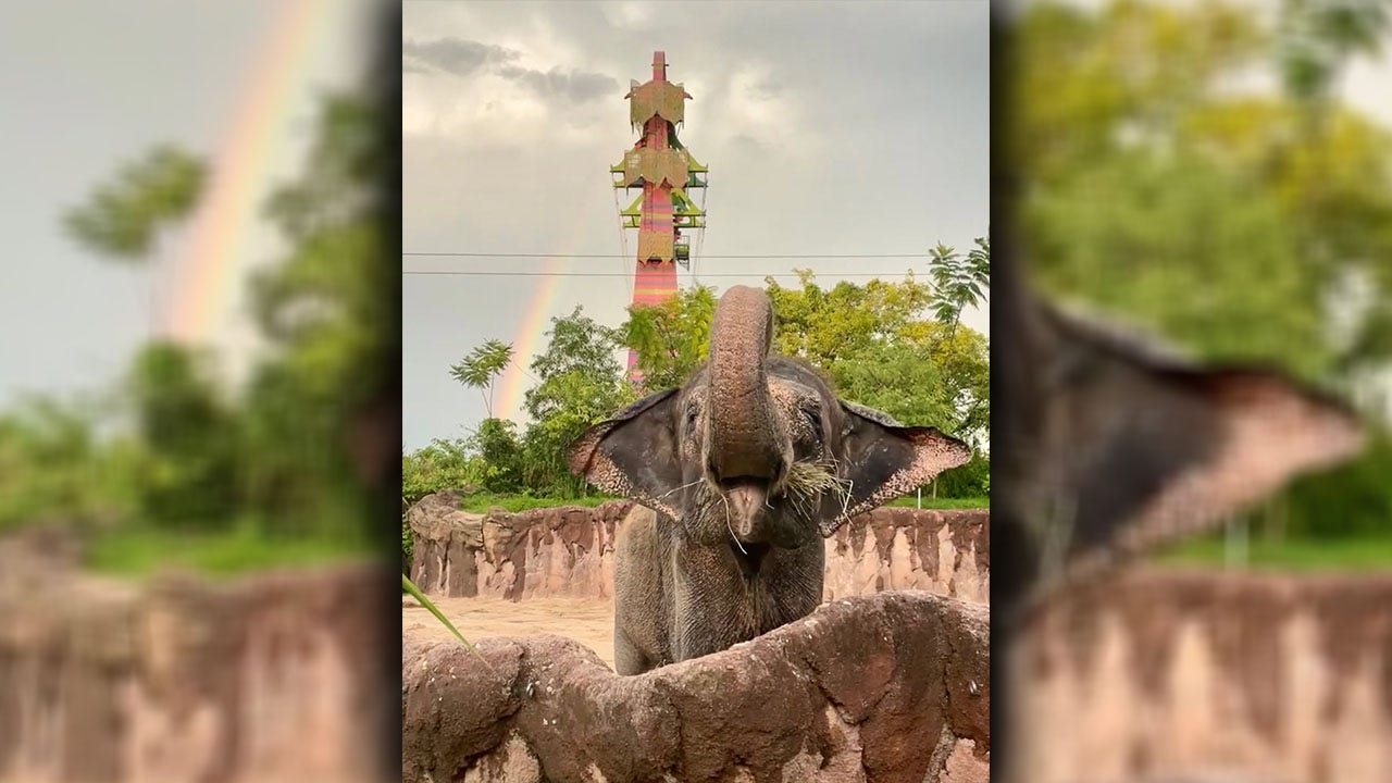 Busch Gardens Asian elephant passes away after sudden health decline