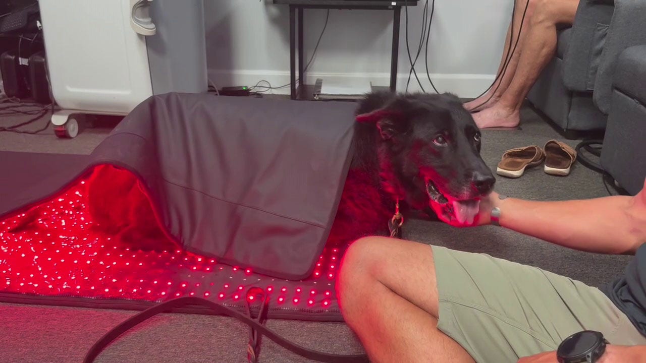 New Port Richey cryotherapy business offers specialized treatment for retired K9's
