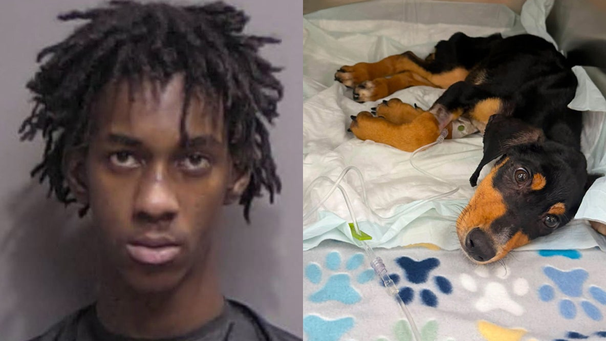 ‘Heartless’ Florida man accused of locking malnourished puppy in garage without food or water