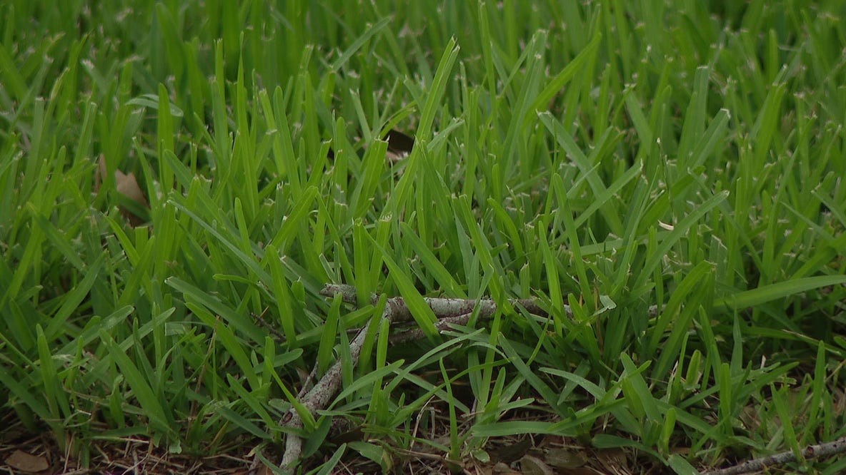 Pasture mealybug: Grass-eating pest spreads to 16 Florida counties 