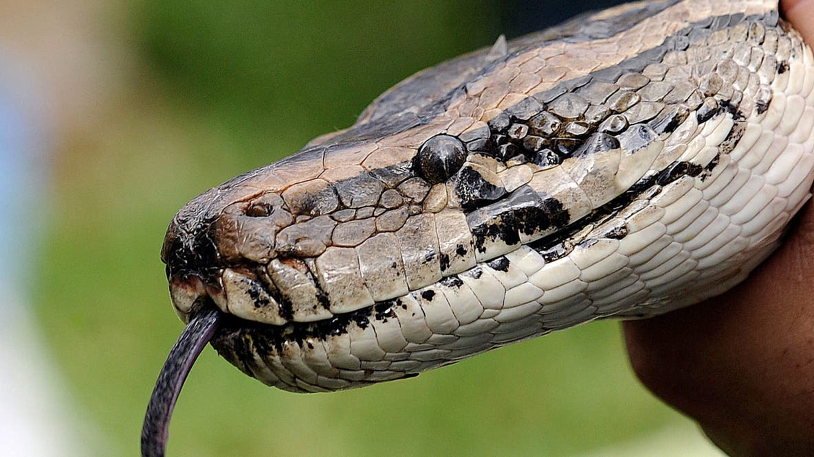 Florida’s 2026 Python Challenge begins Friday: Here’s what to know