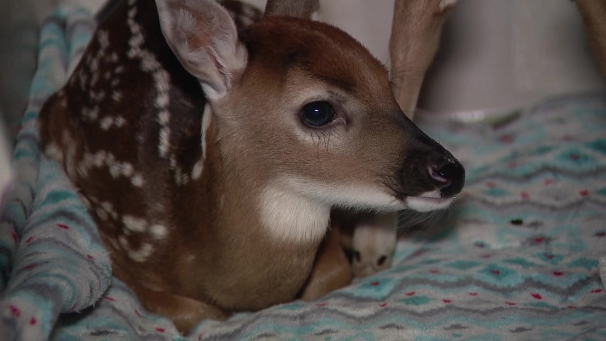Pasco County fawn rescue: Two baby deer recovering after surviving 500-acre wildfire